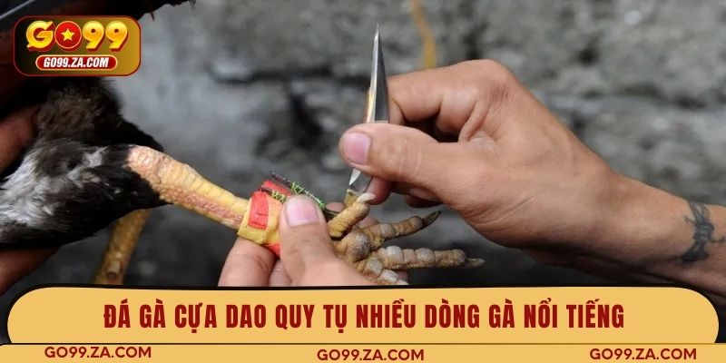 Đá gà cựa dao quy tụ nhiều dòng gà nổi tiếng