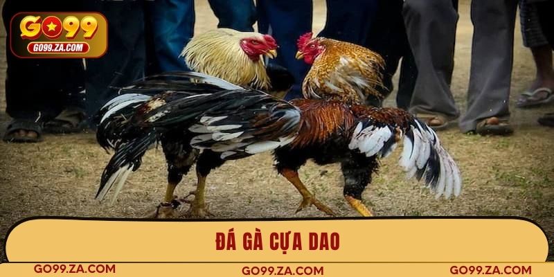 đá gà cựa dao
