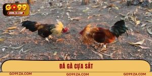 đá gà cựa sắt