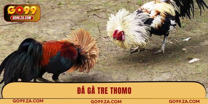 đá gà tre thomo