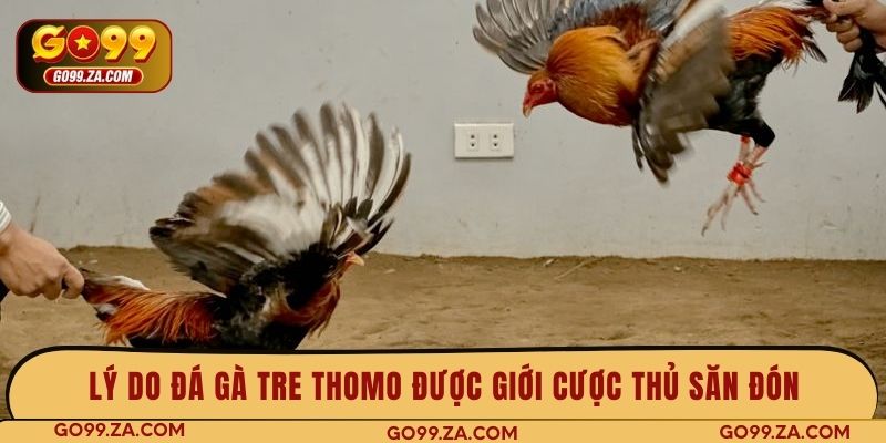 Lý do đá gà tre Thomo được giới cược thủ săn đón