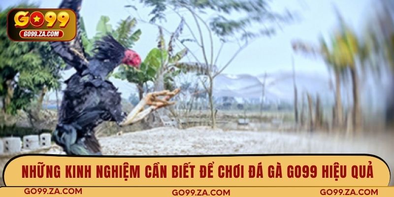 Những kinh nghiệm cần biết để chơi đá gà Go99 hiệu quả