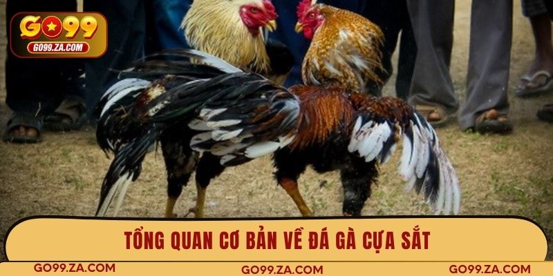 Tổng quan cơ bản về đá gà cựa sắt