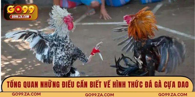 Tổng quan những điều cần biết về hình thức đá gà cựa dao